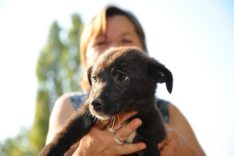ANAIS, chiot F, née juin 2014 (CARMINA) - Prise en charge Association Les Coeurs de Velours Anais410