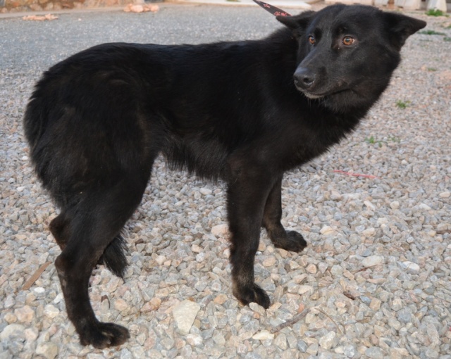 KRISTOFF, magnifique chien, robe noire, 1 an Kristo14