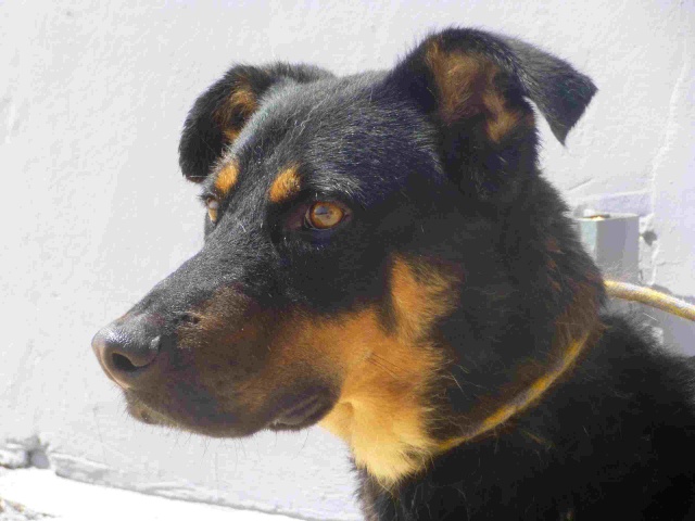 PICASSO - X CHIEN DE BERGER - EN FA EN SUISSE P1010817
