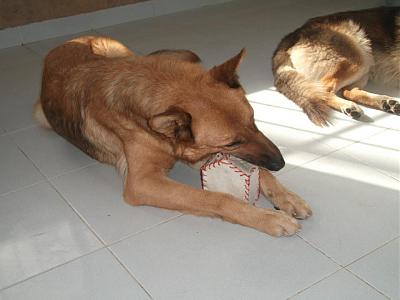 LEEX - né en 2012 - 30 kg - Croisé berger belge - en FA près de Paris - vous attend ! Leex10