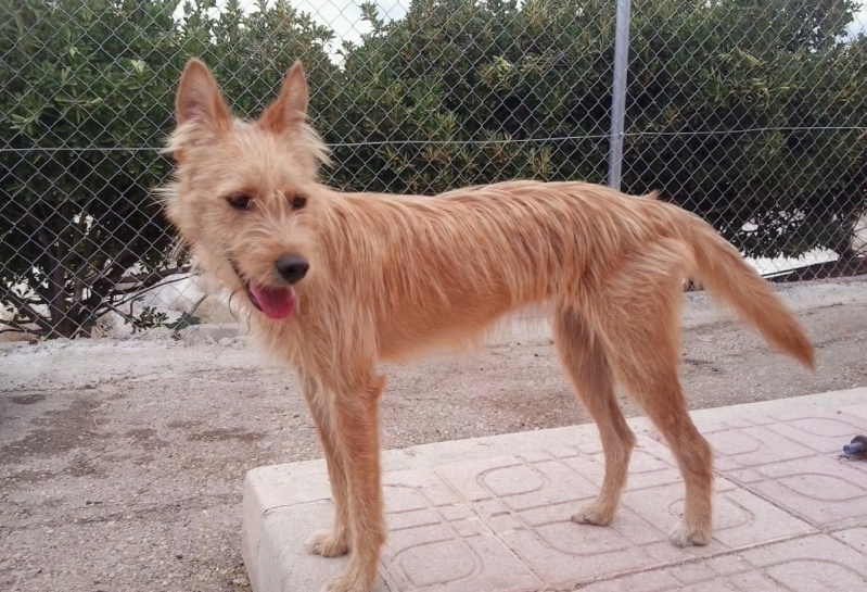 SANDY - Croisée podenco - née en 2013 Sandy210