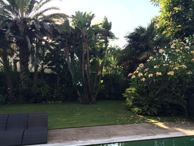 Mon jardin tropical a Casablanca 010