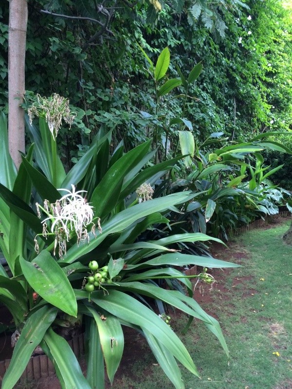 Mon jardin tropical a Casablanca 1110