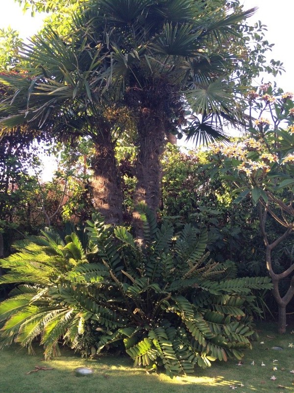 Mon jardin tropical a Casablanca 410