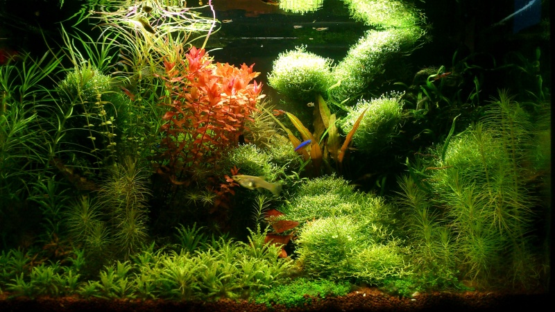 aquarium 54litres planté - Page 5 01810