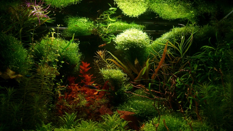 aquarium 54litres planté - Page 5 06810