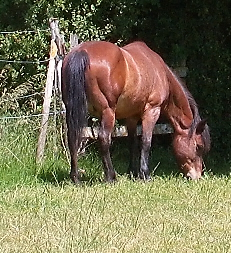 LEON - ONC poney né en 2000 - adopté en mars 2014 par Bilby - Page 2 File1210