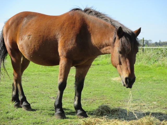 LEON - ONC poney né en 2000 - adopté en mars 2014 par Bilby - Page 3 Img_1110