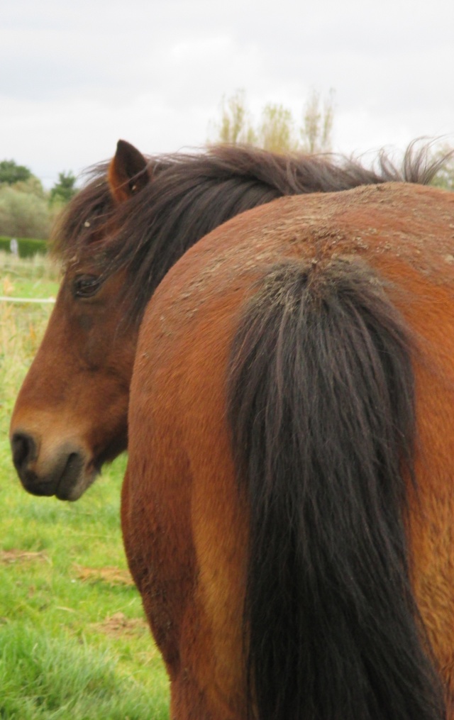 LEON - ONC poney né en 2000 - adopté en mars 2014 par Bilby - Page 3 Img_1512