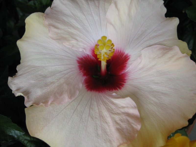 floraison de nos hibiscus. Img_1018