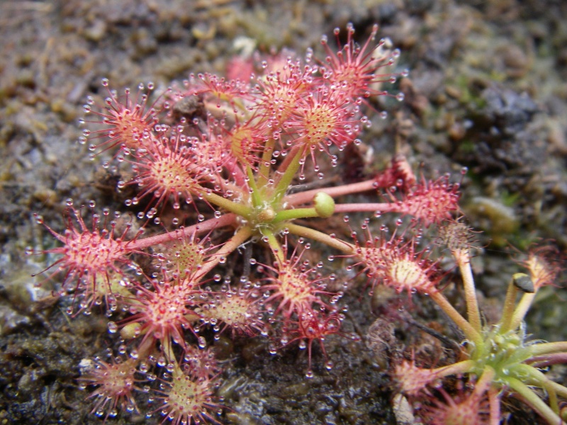 drosera anglica Imgp0634