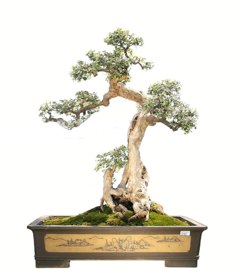 Tony the Tiger Bark Ficus Retusa progression Bs-310