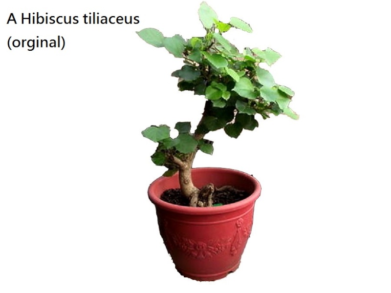 Hibiscus tiliaceus bonsai(Air layering) Hibisc12