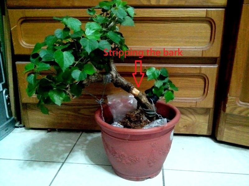 Hibiscus tiliaceus bonsai(Air layering) Hibisc13