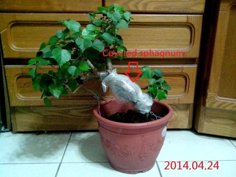 Hibiscus tiliaceus bonsai(Air layering) Hibisc14