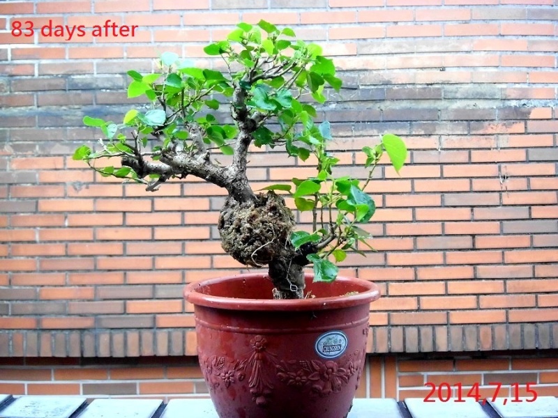 Hibiscus tiliaceus bonsai(Air layering) Hibisc19