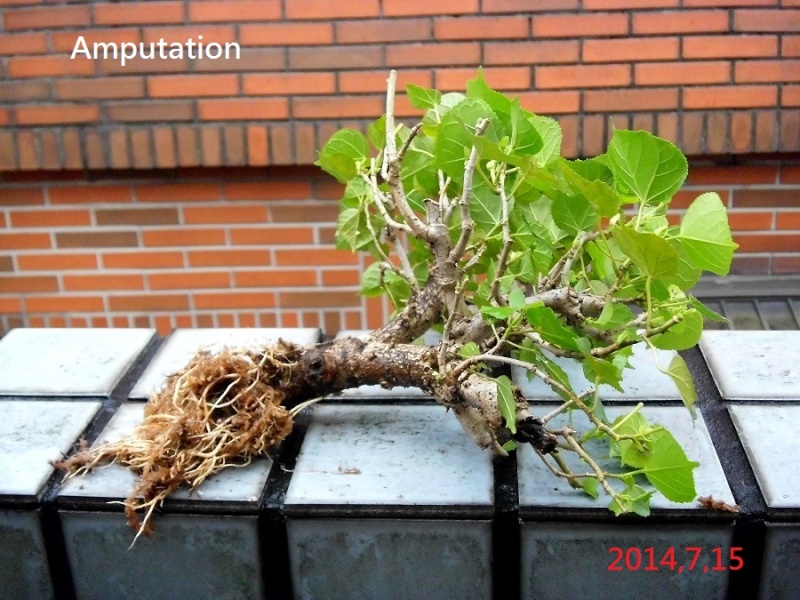 Hibiscus tiliaceus bonsai(Air layering) Hibisc21