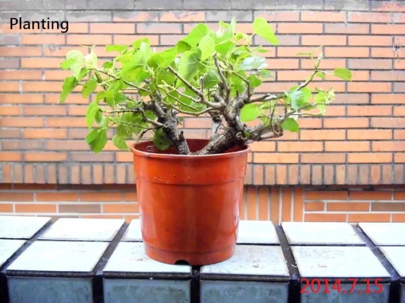 Hibiscus tiliaceus bonsai(Air layering) Hibisc22