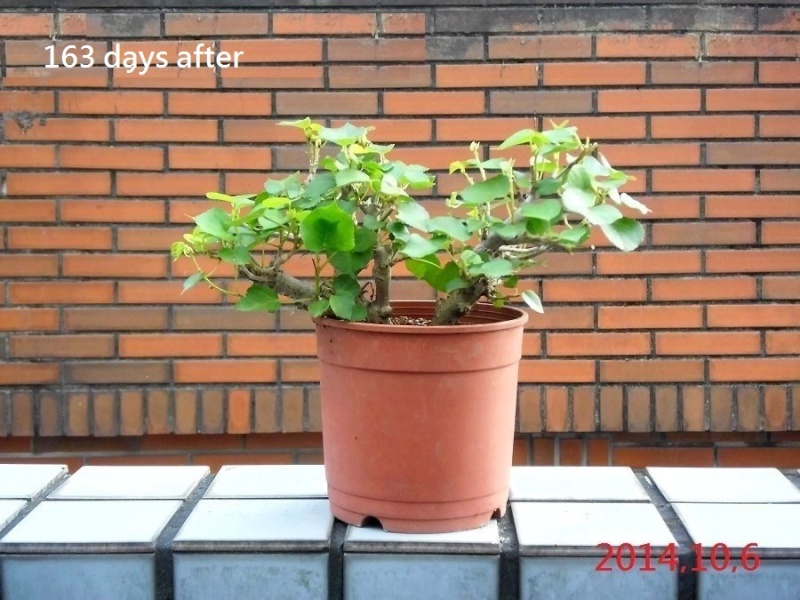 Hibiscus tiliaceus bonsai(Air layering) Hibisc23