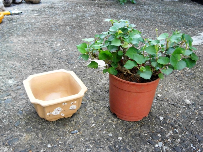 Hibiscus tiliaceus bonsai(Air layering) Hibisc24