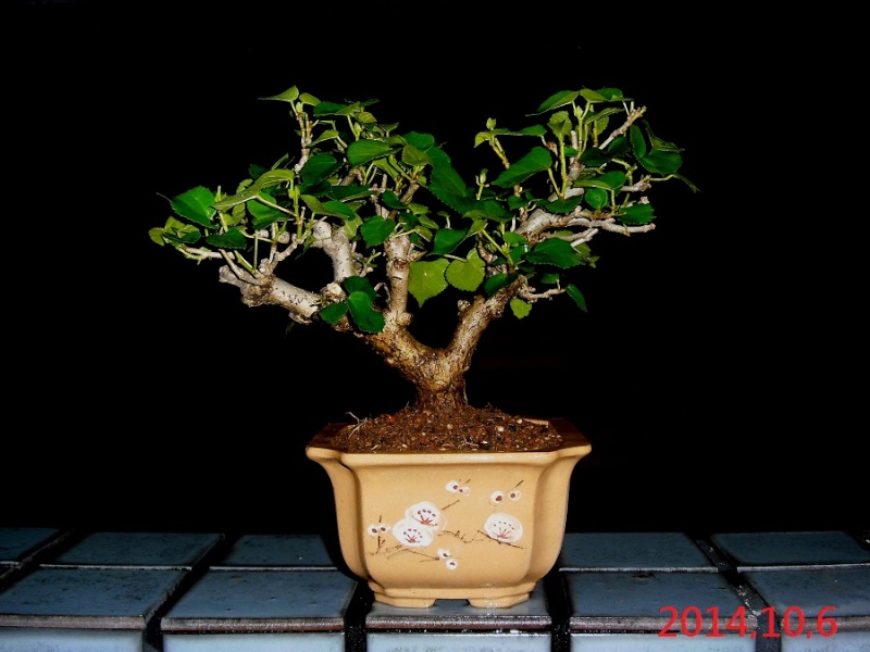 Hibiscus tiliaceus bonsai(Air layering) Hibisc29