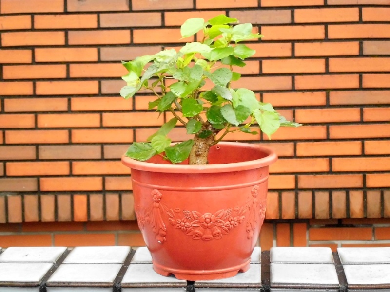 Hibiscus tiliaceus bonsai(Air layering) Hibisc32