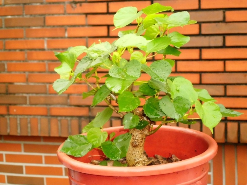 Hibiscus tiliaceus bonsai(Air layering) Hibisc33