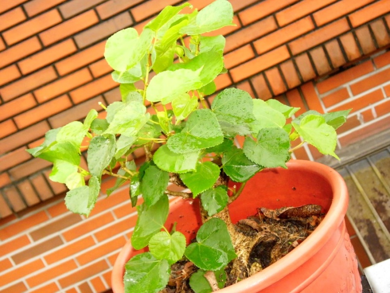 Hibiscus tiliaceus bonsai(Air layering) Hibisc34