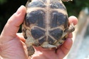 sexe tortues Tortue11