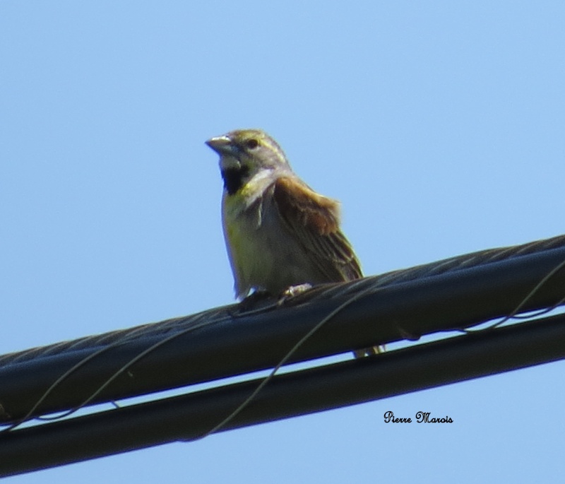 Dickcissel d'amérique _dickc10