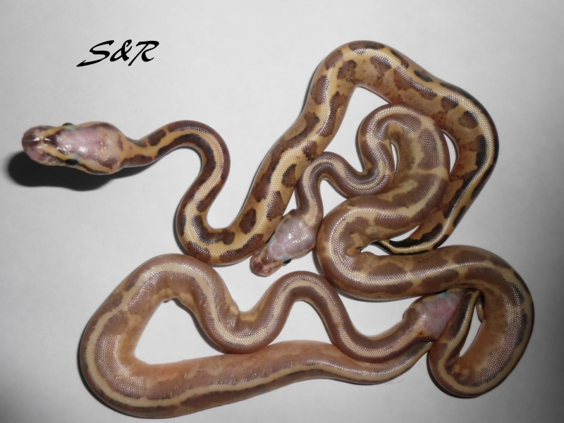 Reproduction Snakers Regius Dscn1114