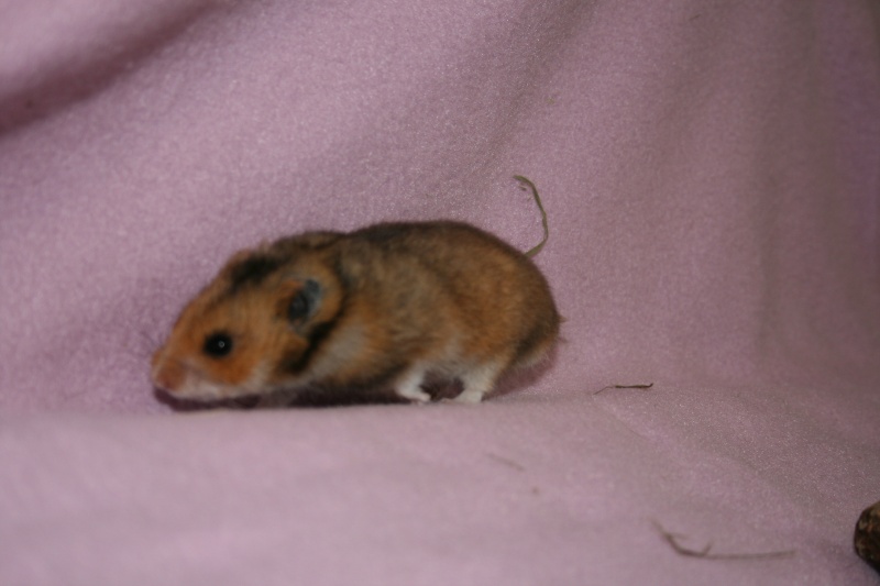 Mes hamsters ;) Img_4614