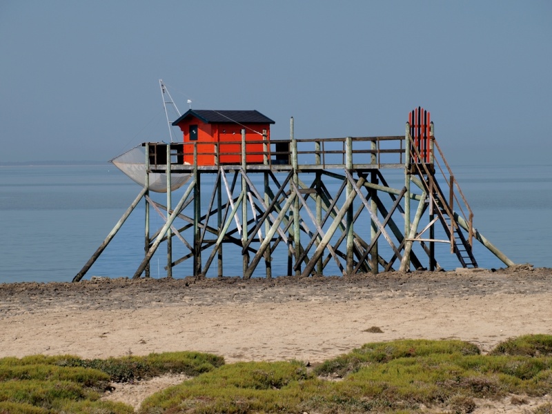 Carlaix à l'Ile Madame Charente Maritime  Carlai10