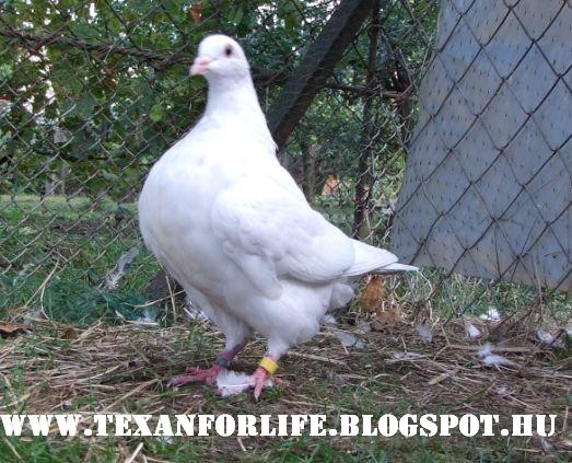 Pigeon texans of Adam Palankai ( Hungary) - Page 8 2014_026