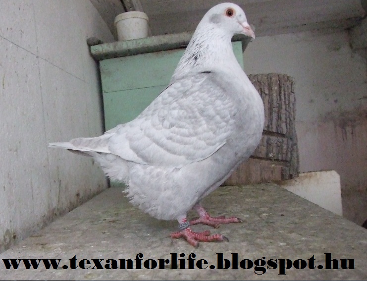 Pigeon texans of Adam Palankai ( Hungary) - Page 8 Kissze10