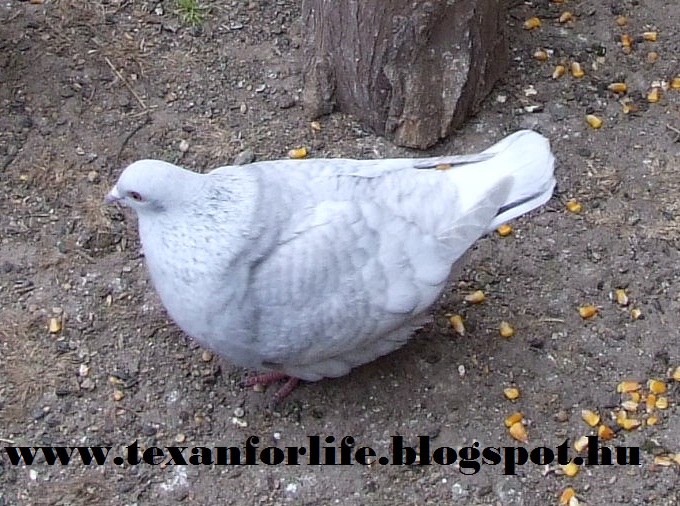 Pigeon texans of Adam Palankai ( Hungary) - Page 8 Kissze12