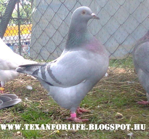 Pigeon texans of Adam Palankai ( Hungary) - Page 8 Kyp28110