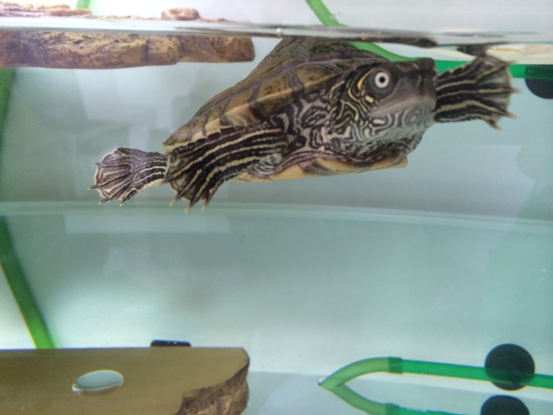 Tortue aquatique Photo410