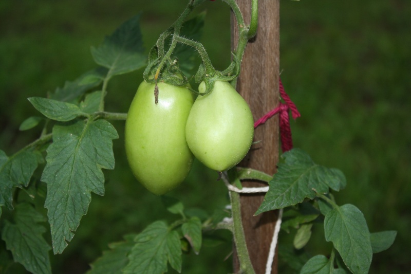 June 2014 Summer Garden Img_1911