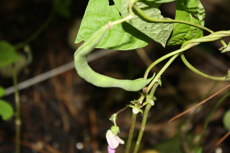 June 2014 Summer Garden Img_1913