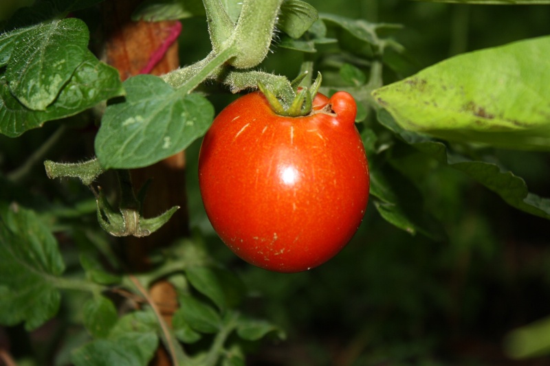 June 2014 Summer Garden Img_1916