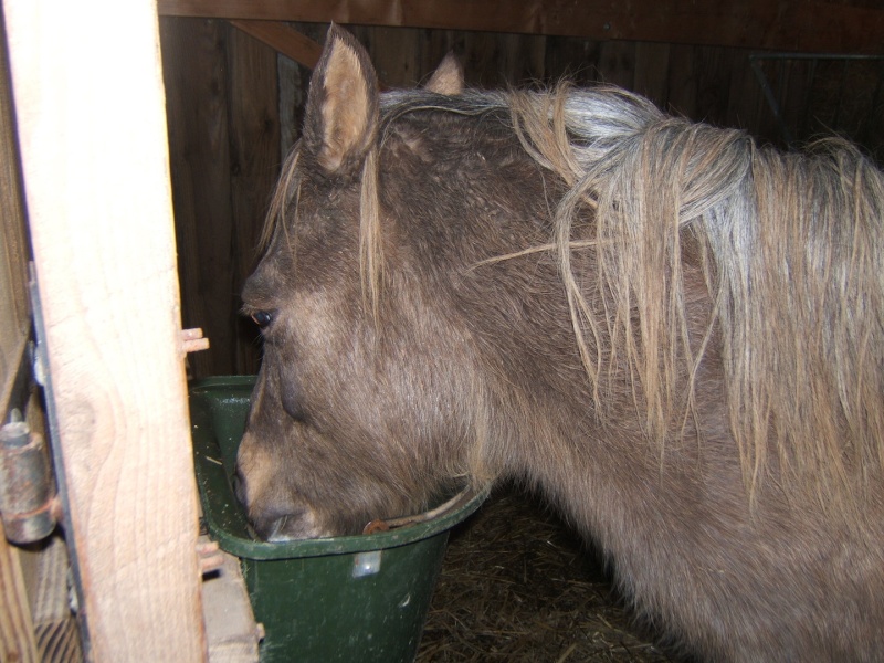 DONOMA - ONC Poney née en 2005 - adoptée en juillet 2014 par fandecox - Page 3 Donoma12