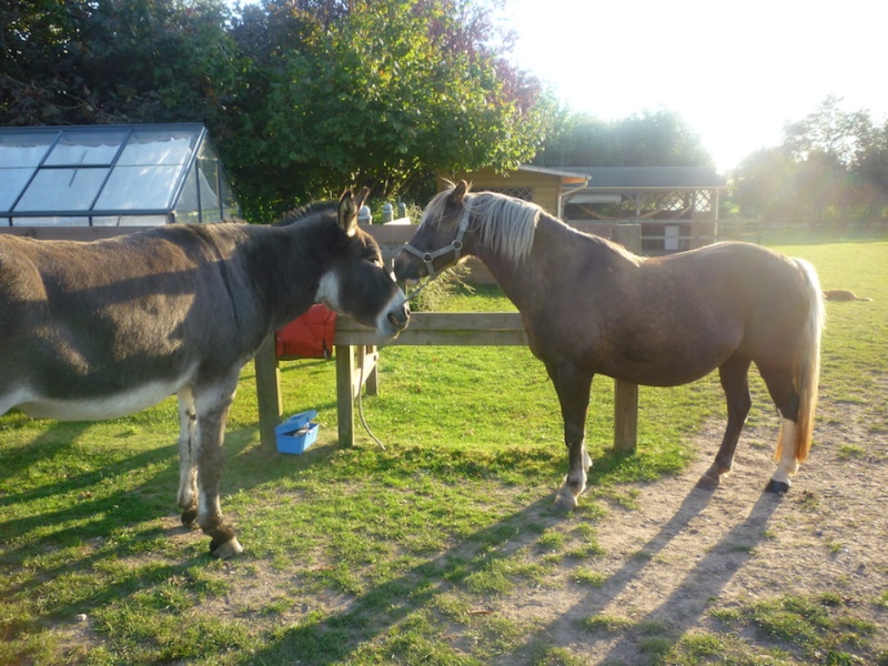 DONOMA - ONC Poney née en 2005 - adoptée en juillet 2014 par fandecox - Page 3 P1100615