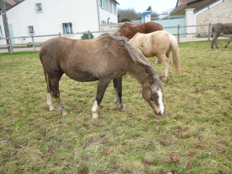 DONOMA - ONC Poney née en 2005 - adoptée en juillet 2014 par fandecox - Page 3 P1110114