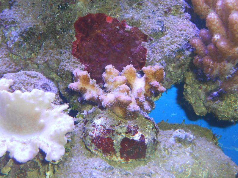 problème avec un corail Dscn0310