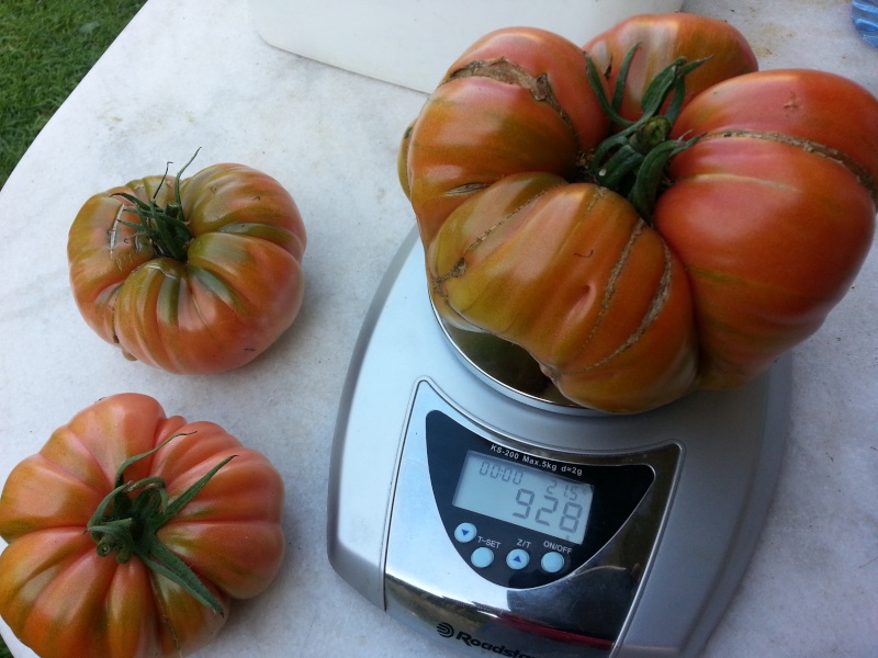 Tomates 2014 (928 grs) 20140912