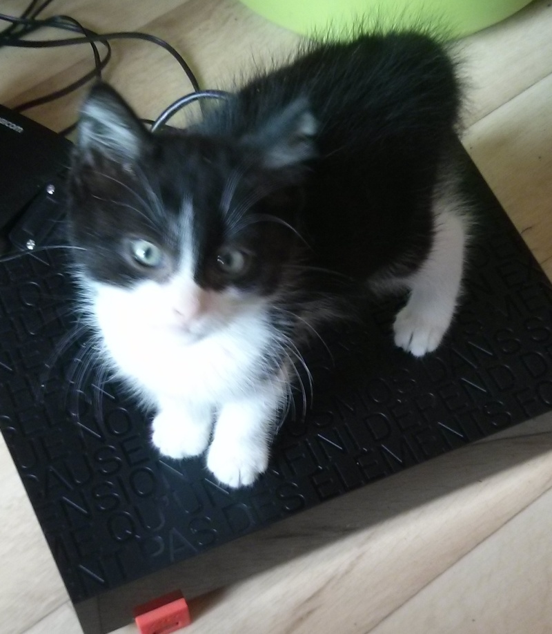 Joël, chaton type européen noir et blanc, né le 25/06/2014  2014-028