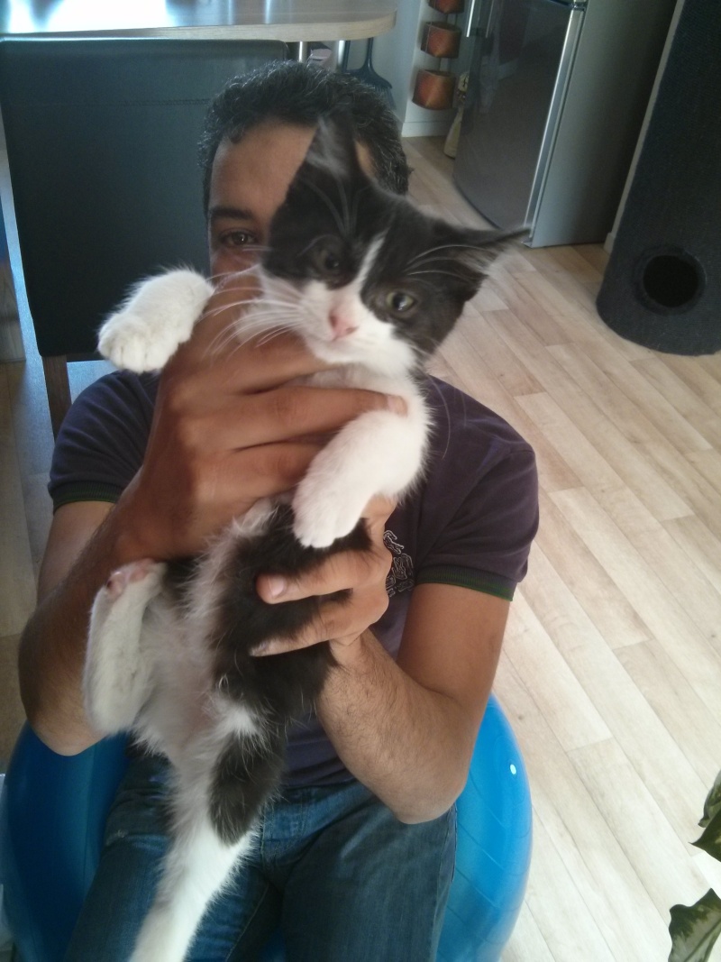 Joël, chaton type européen noir et blanc, né le 25/06/2014  2014-036