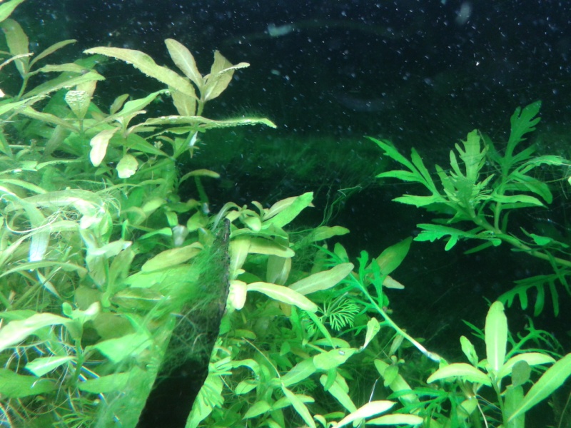 240 litre et des algues vertes depuis le retour de congés 2014-112