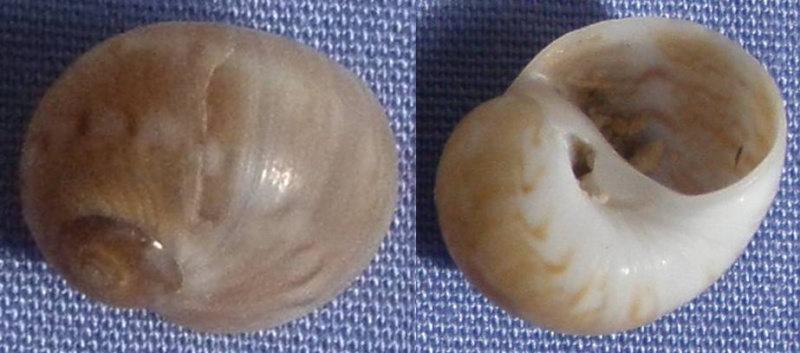 Neverita sp. de Méditerranée à identifier Neveri10